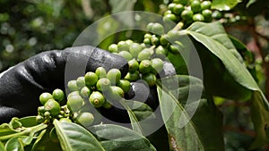 Farmer check coffee beans on the branch. Growing on a coffee plantation. Food, cultivate