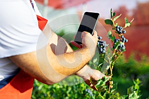 Farmer check fresh blueberries on a farm