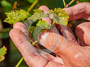 Farmer check grape leaves. Fresh Green Grape Leaf between fingers