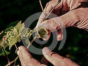 Farmer check grape leaves. Fresh Green Grape Leaf between fingers