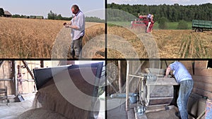 Farmer check harvest and sift wheat plants. Video clips collage