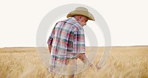 Farmer in check shirt walking through golden wheat field and checking the harvest on summer evening