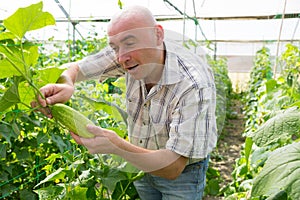 Farmer checkig growing cucumbers