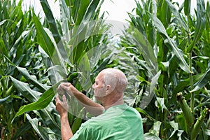 Farmer checking corn crop