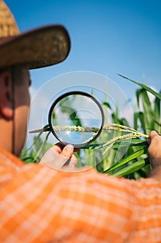 Farmer checking corn plants