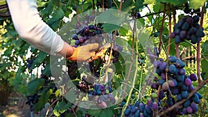 Farmer checking crop of grapes on ecological farm. Woman examining blue table grapes in garden