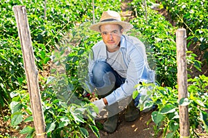 Farmer checking crop of green peppers on vegetable plantation