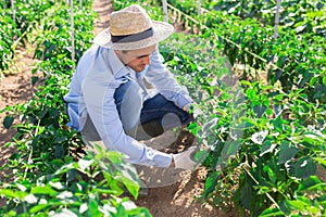 Farmer checking crop of green peppers on vegetable plantation