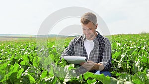 Farmer checking crop in a sugar beet field. Agricultural concept