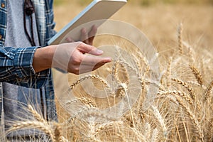 Contadino controllo dati grano un raccolto 