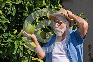 Farmer checking grape in his farm.