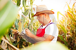 Farmer checking his cornfield