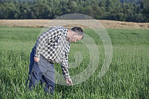 Farmer checking his crop