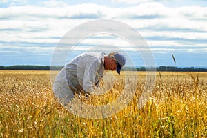 A farmer checking his crop of wheat