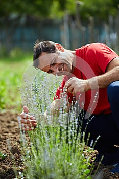 Farmer checking his lavender plantation