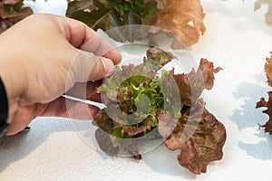 Farmer checking hydroponic red oak up in plant nursery farm. organic salad vegetable