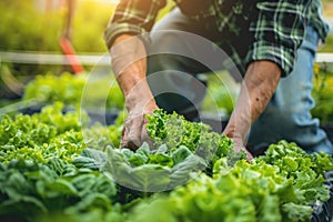 Farmer checking hydroponic soilless vegetable in nursery farm, Organic hydroponic vegetable concept