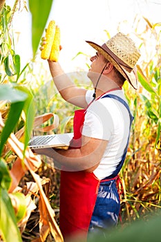Farmer checking the quality of the corn crops