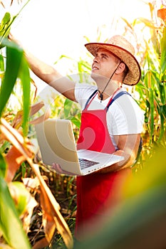 Farmer checking the quality of the corn crops