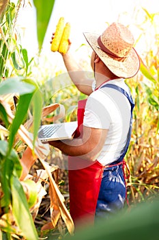 Farmer checking the quality of the corn crops