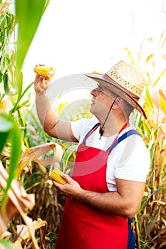 Farmer checking the quality of the corn crops