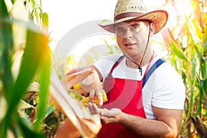 Farmer checking the quality of the corn crops