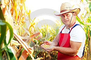 Farmer checking the quality of the corn crops