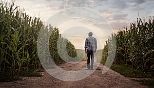 Farmer checking the quality of his corn field