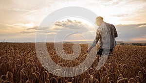 Farmer checking the quality of his wheat field