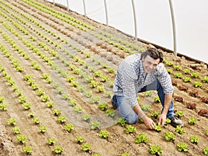 Farmer Checking Quality Of Plants In Green House