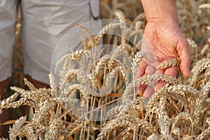 Farmer checking ripe ears of wheat in the field befor harvesting
