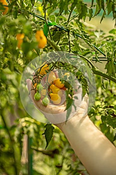 Farmer is checking the ripeness of tomatoes