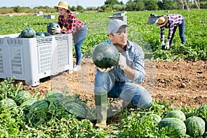 Farmer checking ripeness of watermelon on field