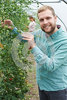 Farmer Checking Tomato Plants In Greenhouse