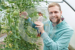 Farmer Checking Tomato Plants In Greenhouse