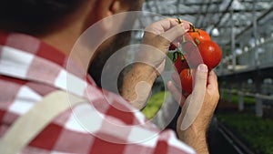 Farmer checking tomato quality in greenhouse, non-gmo vegetables, business