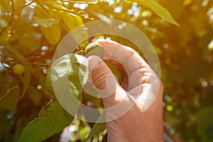 Farmer checking up on unripe fruit of mandarin orange in organic orchard, close up of male hand