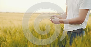 Farmer checking wheat quality in hands before harvesting.