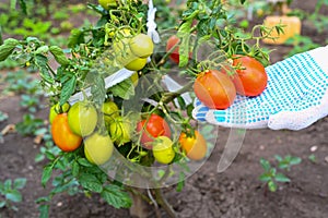 The farmer checks the tomatoes in the garden. Tomatoes on a branch. Farmer`s hands. Agriculture, gardening, growing vegetables