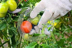 The farmer checks the tomatoes in the garden. Tomatoes on a branch. Farmer`s hands. Agriculture, gardening, growing vegetables