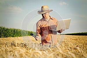 Farmer checks the wheat grain in the field