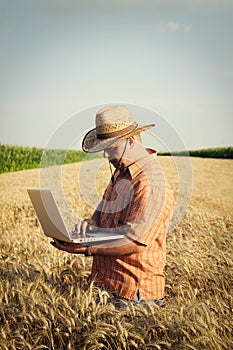 Farmer checks the wheat grain in the field