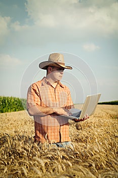 Farmer checks the wheat grain in the field