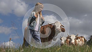 Farmer Child and Cows Animals in Mountains, Tourist Girl with Cattle on Meadow