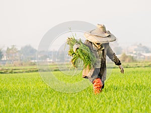 Farmer in china