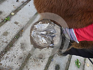 Farmer cleaning non shod horses hoof