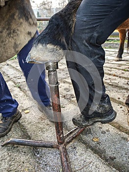 Farmer cleaning shod horses hoof