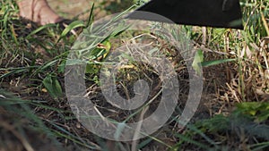 The farmer cleans the grass. Farmer weed grass hoe slow-motion video. Agriculture concept lifestyle summer garden