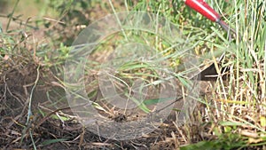 The farmer cleans the grass. farmer weed grass hoe slow-motion video. agriculture lifestyle concept summer garden