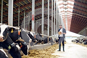 Farmer with clipboard and cows in cowshed on farm photo